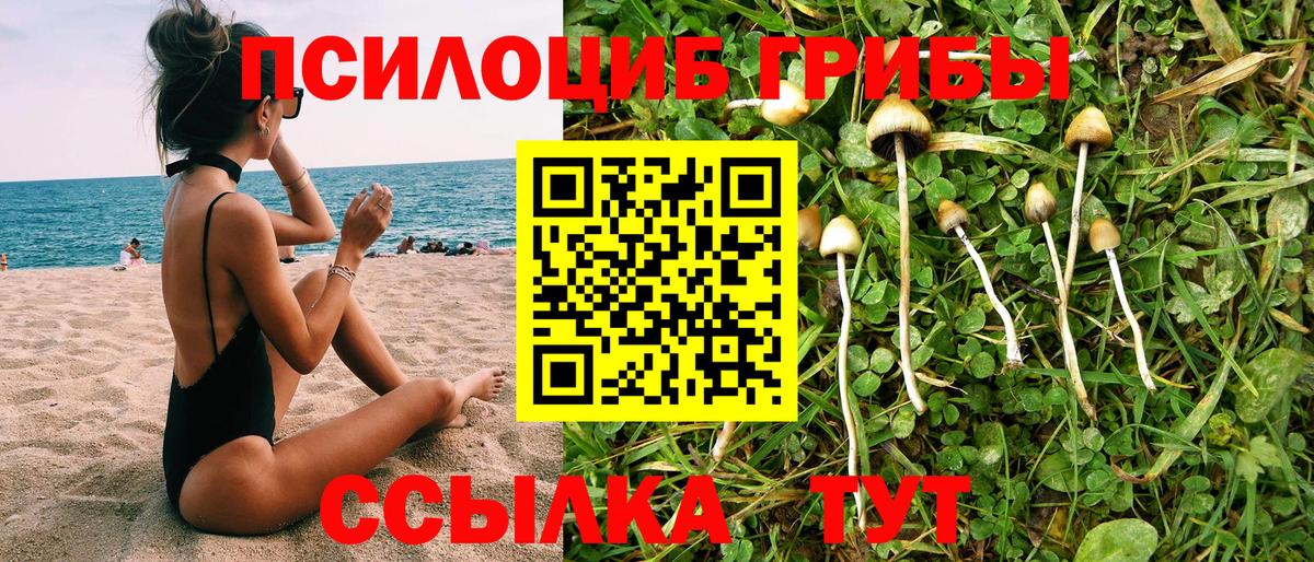 Псилоцибиновые грибы Psilocybe Менделеевск